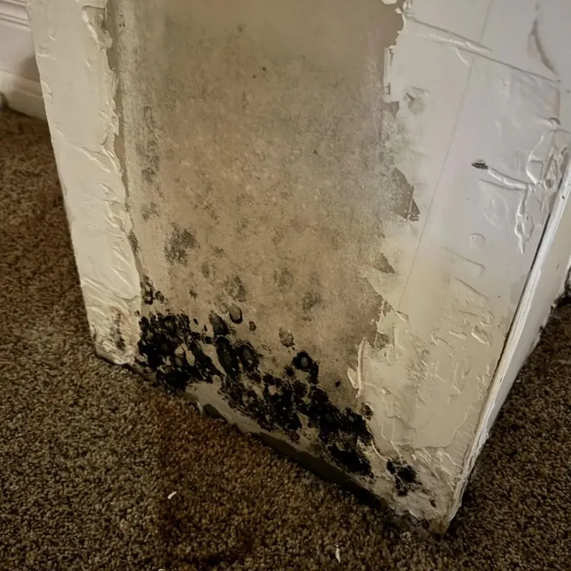 Professional Mold Removal in McConnelsville, OH